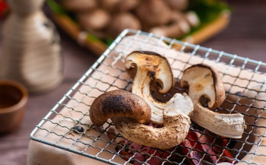 【新しいキノコ　伊勢の国「松太郎」】松太郎ギフト（生詰め合わせ）