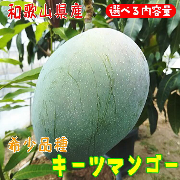 【ふるさと納税】＼選べる内容量／濃厚キーツマンゴー ｜ 先行予約 濃厚 果物 フルーツ 甘い ※2025年9月上旬～10月中旬頃に順次発送予定