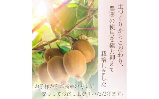 わけあり キウイ 1kg+250g（傷み補償分） 扁平果 / 和歌山 家庭用 フルーツ 果物 くだもの ※2026年11月中旬より2027年4月下旬頃順次発送予定 ※北海道・沖縄・離島配送不可 【ik
