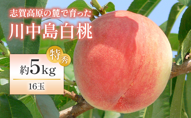 志賀高原の麓で育った 川中島白桃特秀16玉 約5kg  桃 白桃 フルーツ 果物 デザート 長野
