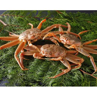 ふるさと納税 智頭町 【先行予約】鳥取県産 活 親がに(セコガニ)200〜230g×3杯 2026年11月発送