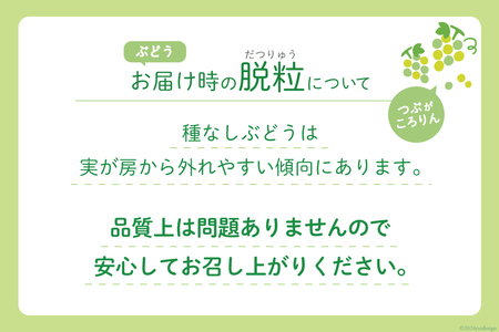 【2026年発送】 シャインマスカット ぶどう フルーツ 果物 種無し 1.2kg (2～3房)