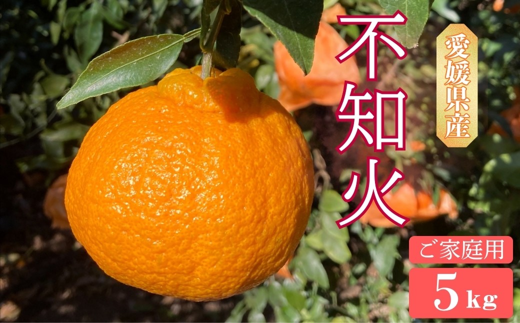 
                  【2027年先行予約】不知火 5kg ご家庭用 農園直送 先行予約 2027年4月発送 愛媛 数量限定 愛媛県産 人気 柑橘 伊予市｜B536
                