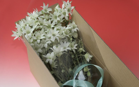 【2026年3月配送】フランネルフラワー（切り花）花束 1束（60輪）約30本 プレゼント 下呂市 岐阜県 生花 馬瀬 ネイティブフラワー【114-1【3】】