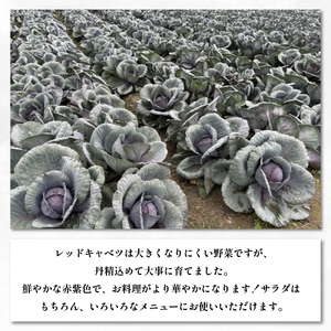 キャベツ レッドキャベツ 使い切りサイズ 3玉 (1玉600g～1kg) 紫キャベツ キャベツ