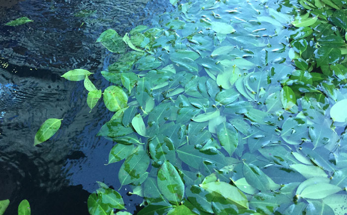 五島つばき茶９０パック【グリーンティ五島】[PAV017]