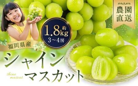 農園直送！ シャインマスカット 約1.8kg 3〜4房 【2026年8月発送予定】 ぶどう マスカット 果物 フルーツ