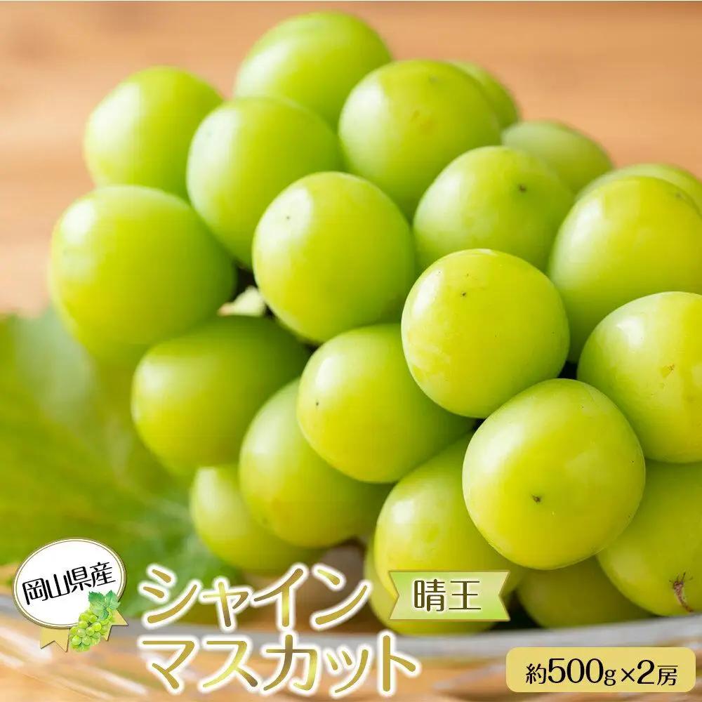 岡山県産 ぶどう 2026年発送  シャインマスカット 晴王 約500g×2房 計1kg 種無し 葡萄 フルーツ 果物 ギフト | シャインマスカット
