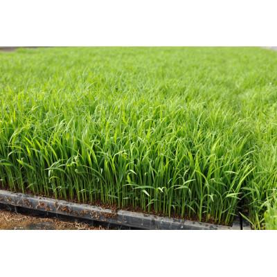 ふるさと納税 茂原市 新米 令和7年産 千葉県茂原市産 ふさこがね 玄米20kg(10kg×2) |  | 02