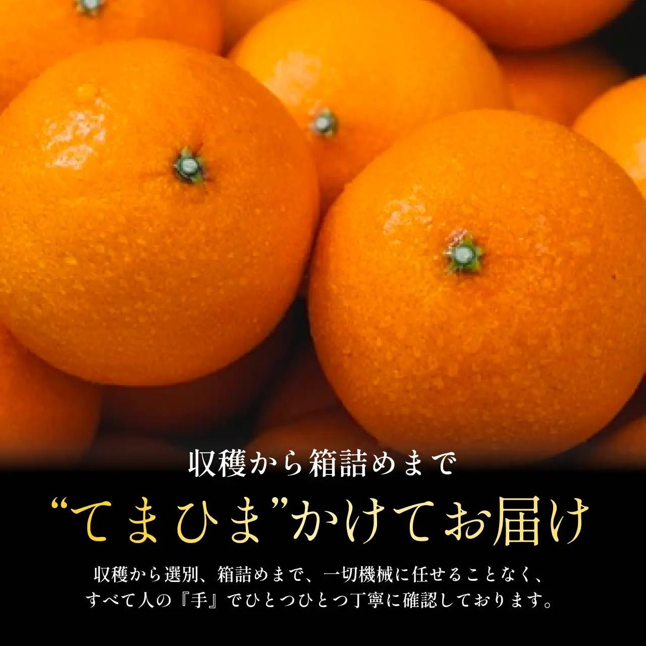 【先行受付】紅プリンセスと同品種「甘平×まどんな」愛果48号【1.5kg】《新品種》【家庭用】【C70-146】【1689784】 YWTK145