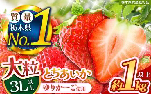 苺 とちあいか ３L以上ホール詰め 約1kg | 果物 くだもの フルーツ 野菜 やさい ヤサイ 苺 イチゴ いちご とちあいか 新鮮 甘い 数量 限定 美味しい 果物 共通返礼品 フルーツ デザート 【栃木県共通返礼品】 栃木県 下野市 送料無料
