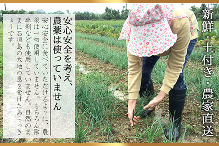 【先行受付】島らっきょう 生 土付き １kg《2026年2月～3月発送予定》沖縄 石垣島 農家直送【野菜 らっきょう 島らっきょう おつまみ 採れたて 漬物 天ぷら】TK-7