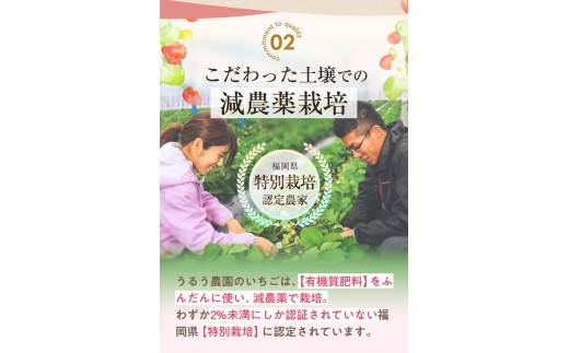 ＜先行予約受付中！2026年12月～2027年2月発送予定＞ うるう農園の あまおう MLサイズ (計約3.2kg・約160g×20P) 苺 いちご イチゴ 果物 フルーツ 国産 福岡県 ヨーグルト 