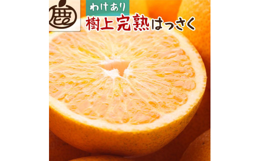 
            ［先行予約］家庭用 樹上完熟はっさく10kg+250g（傷み補償分）［有田の春みかん・五月八朔・木生りはっさく］［光センサー選別］［訳あり・わけあり］［IKE36］
          
