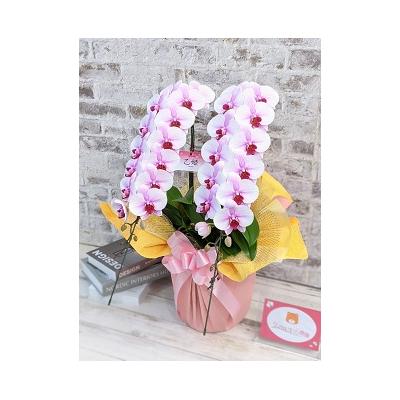 ふるさと納税 山口市 【農林水産大臣賞受賞品種】ミディ系ピンク胡蝶蘭!『乙姫(おとひめ)』2本立 C017 |  | 01