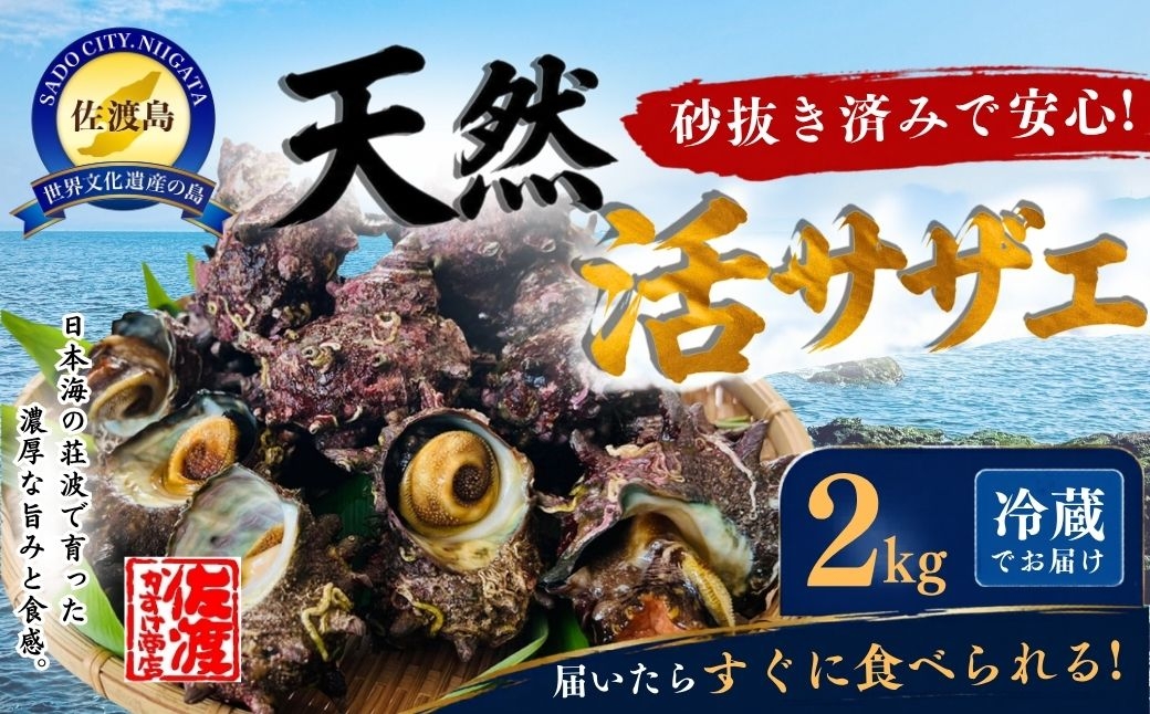 
                  【佐渡産 天然活サザエ】2kg 砂抜き済み 冷蔵 佐渡沖産 | 新潟県産さざえ 新潟産さざえ 佐渡産さざえ 佐渡島産サザエ サザエ さざえ 栄螺 活さざえ 貝 海鮮 魚介 魚介類 刺身 つぼ焼き 壺焼き さざえご飯 BBQ バーベキュー 産地直送 にいがた さど 新潟県 佐渡市
                