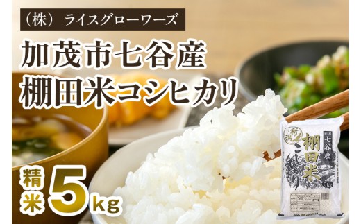 【令和7年産】新潟県加茂市 七谷産 棚田米コシヒカリ 精米5kg 《順次出荷》 白米 （株）ライスグローワーズ
