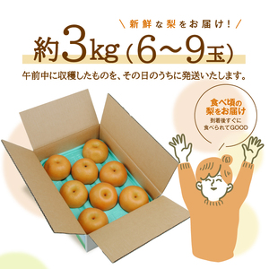 SA3034　酒田産【特選】豊水梨　約3kg(6～9玉入)
