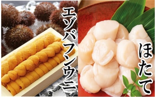 E-40019【年内配送可】 エゾバフンウニ140g×1折、お刺身ホタテ貝柱500g×1P[11月下旬以降発送]