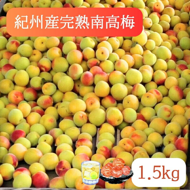 【ふるさと納税】紀州産完熟南高梅（生梅）1.5kg ※2026年6月初旬～7月初旬発送予定 | 紀州 和歌山 梅 うめ 青梅 紀州南高梅 梅しごと 自家製 梅シロップ 梅ジュース 梅酒 紀州本庄うめよし