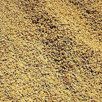 ふるさと納税 松前町 【2026年10月から順次発送予定】 米 ヒノヒカリ 玄米 30kg 未検査米 【HSH002】 |  | 01