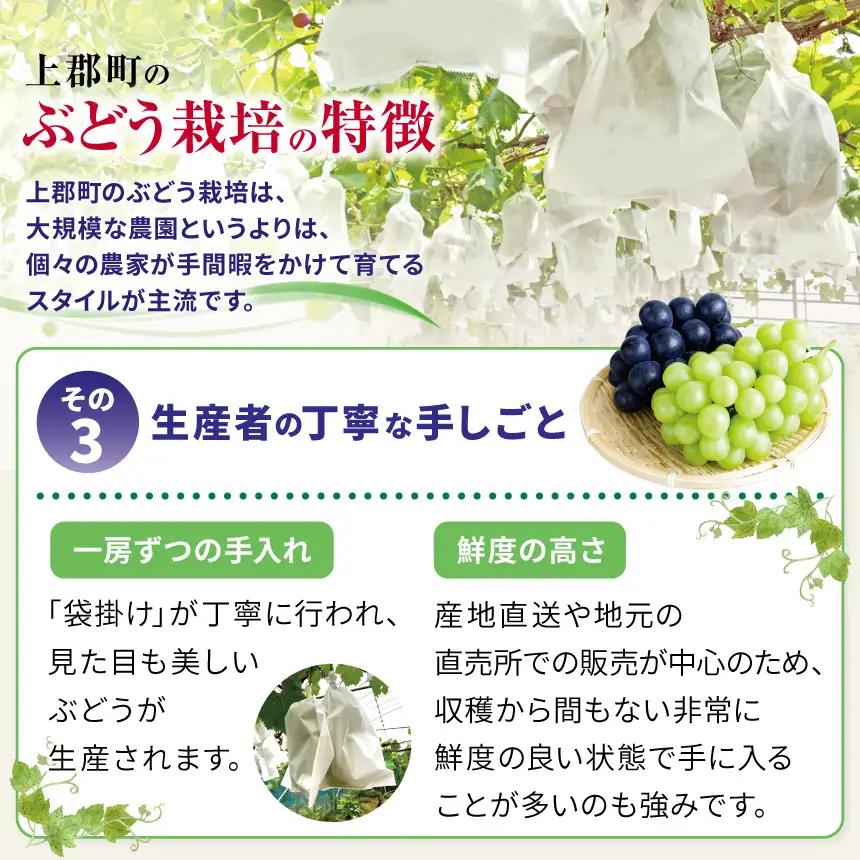 瀬戸ジャイアンツ 2房 ( 1房 約 700g ～ ) | 果物 くだもの フルーツ ぶどう ブドウ 葡萄 兵庫県 上郡町