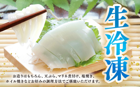 若狭アオリイカ 刺身用 1~4枚 (合計150g)《-60℃で急速冷凍》 下処理済みだからシンクも汚れず大好評！福井 地物 海鮮 刺身 アオリイカ あおりいか いか イカ イカ丼 海鮮丼 魚介 [m1