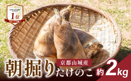 【2027年4月発送】 先行予約 京都山城産 朝掘りたけのこ 約2kg 米ぬか 付き 筍 たけのこ タケノコ 竹の子 白子筍 野菜 掘りたて 採れたて 朝掘り 春 旬 京都 京都府 井手 井手町