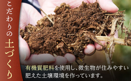 【有機栽培茶】一煎茶 ティーバッグ 贅沢 7種 飲み比べ セット (各3g×10個入)【宝緑園】[QAH031]