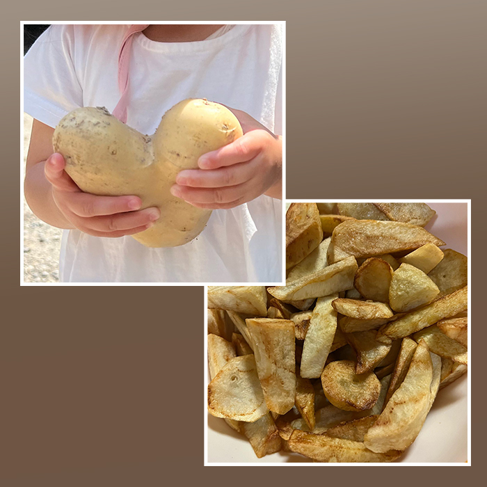淡路島産じゃがいもセット 5kg【栽培期間中、無農薬栽培】