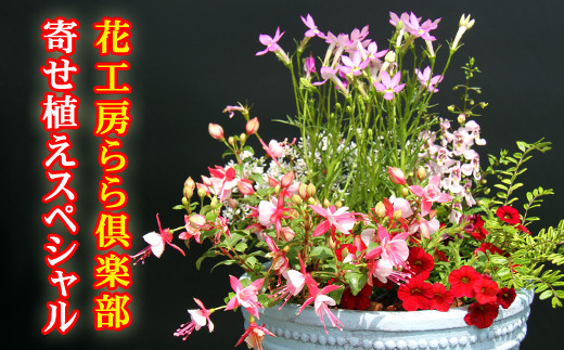 東北最大級のガーデニング専門店 厳選 『季節の寄せ植え』スペシャル 12種類 ～ 14種類 【花工房らら倶楽部】 花 生花 フラワー 植物 観葉植物 寄せ植え 季節 鉢植え 鉢 ポット ガーデニング 