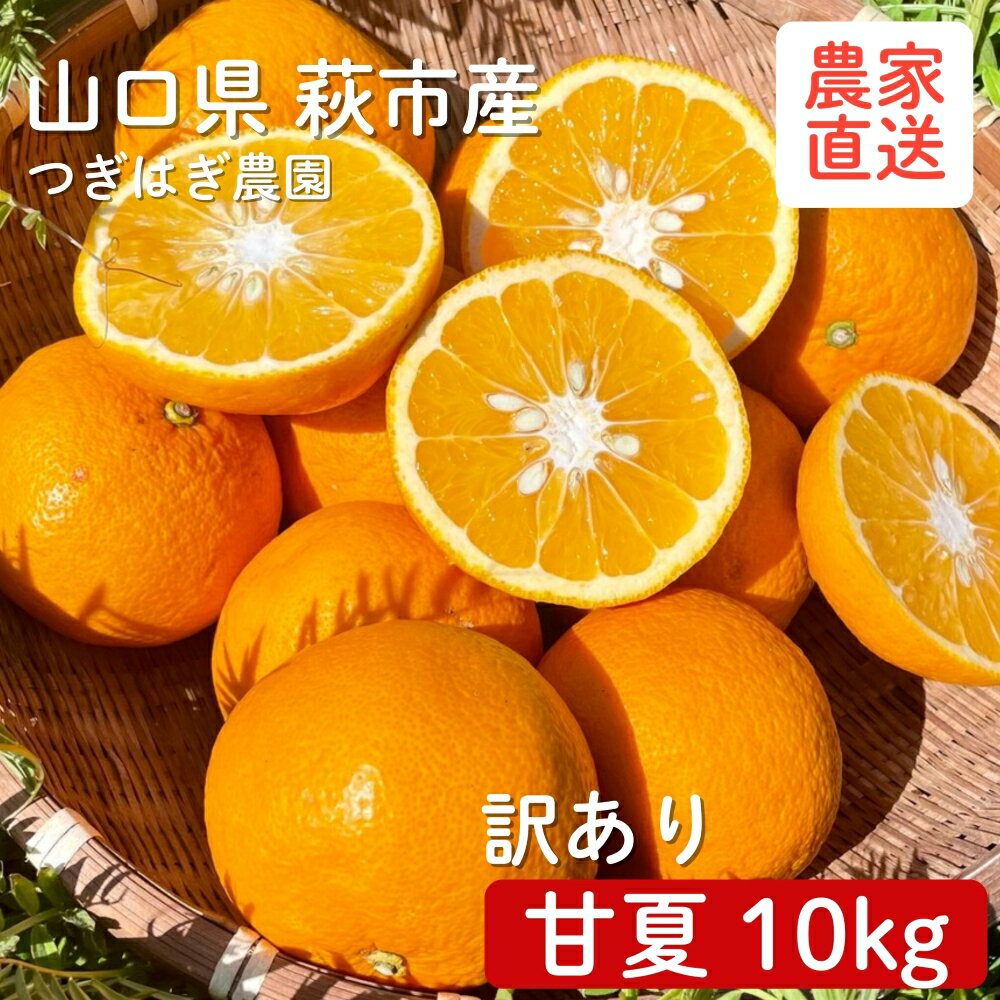 【ふるさと納税】みかん 甘夏 10kg 『つぎはぎ農園日記』セット 果物 柑橘 ミカン フルーツ