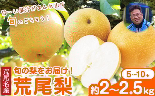 
            【先行予約】梨 目野果実直売所 荒尾梨 約2-2.5kg(5～10玉前後)  熊本県 荒尾市 産 和梨 なし フルーツ 果物 新鮮 《7月下旬-10月上旬頃出荷》 【日付指定不可】
          