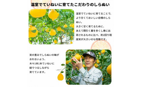 和歌山 有田 広川 不知火 しらぬい デコポン 果物 くだもの ギフト / 【ふるさと納税】温室しらぬい約3kg（7～8玉入） 不知火 贈答用 化粧箱入　※2024年11月下旬～12月下旬頃順次発送予