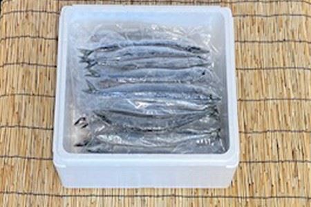 【北海道根室産】さんま5尾×8P(計40尾) C-76001