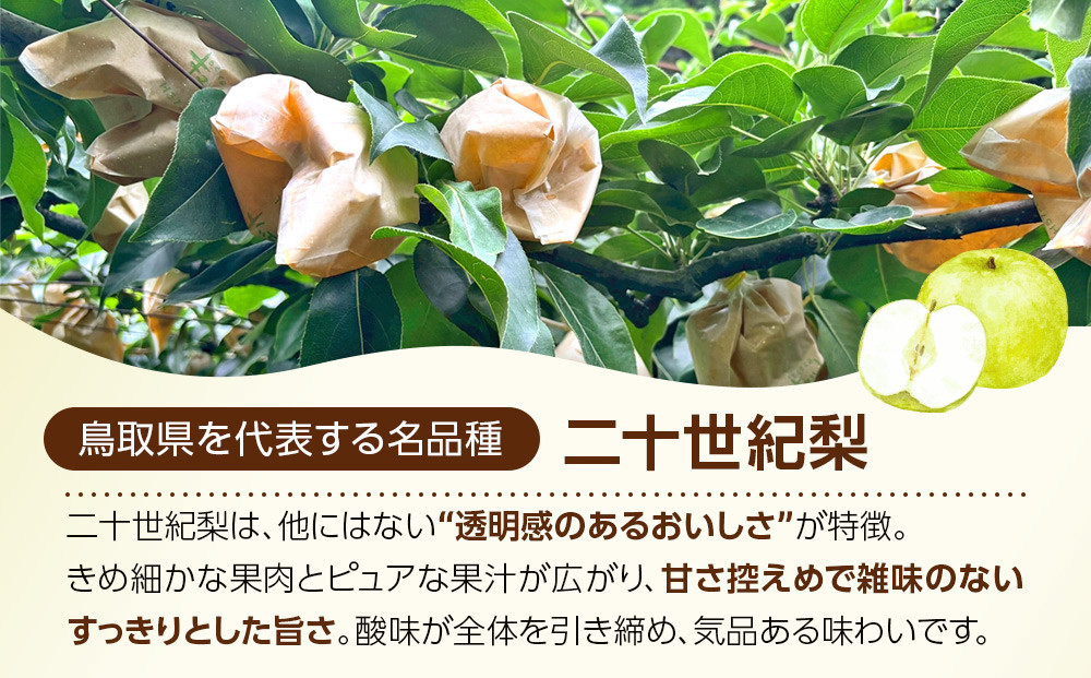 1265.【2026年度発送先行予約】訳あり　二十世紀梨　3kg