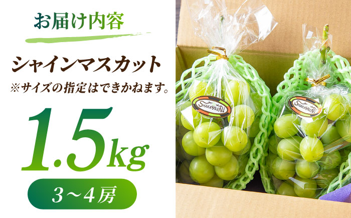 【先行予約】【数量限定】【訳あり】シャインマスカット 約1.5kg(3～4房)【合同会社 社方園】 [ZBZ030]