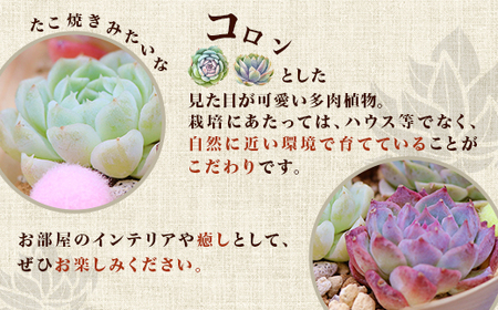 461 多肉植物 詰め合わせ 1セット