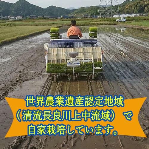 G5-19 S19 令和7年産 ハツシモ米【白米】2kg_イメージ2