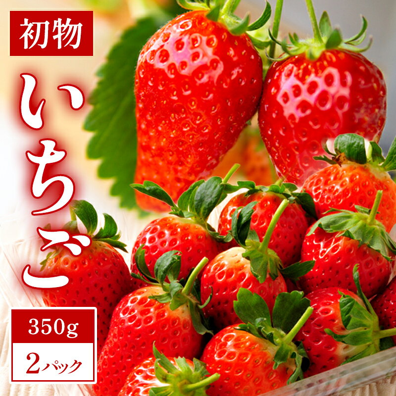 【ふるさと納税】 先行予約 初物いちご 350g×2パック 果物 フルーツ 苺 新鮮 ジューシー 期間限定 季節限定 早期予約 12月発送 冷蔵 特産品 お取り寄せ グルメ