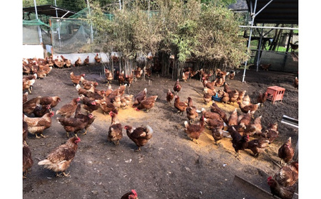 No.446 彩美卵　寿　ご贈答用　6個