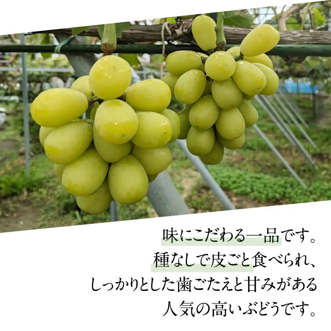 《 2026年 収穫分 》 シャインマスカット 1.5kg 2～4房 (桜川市・石岡市共通返礼品) 先行予約 石田ぶどう園 国産 茨城県 桜川市 マスカット ぶどう ブドウ 葡萄 果物 くだもの フル