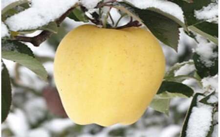 二戸産 カシオペア 冬恋はるか 約2.5kg 【2025年12月上旬-下旬発送予定】 ／りんご リンゴ 林檎 フルーツ 果物 旬 お取り寄せ 冬恋ブランド 蜜入り