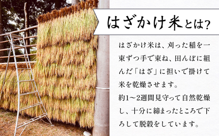 令和7年産 富山県産コシヒカリ 5kg　恋米（ここまい） 天風穂（あまほ） はざかけ米 はざ掛け 富山県 氷見市