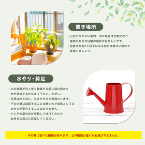 【観葉植物】パンダガジュマル 75cm～85cm 前園植物園 IB002-009 観葉植物 ※北海道・沖縄・離島配送不可
