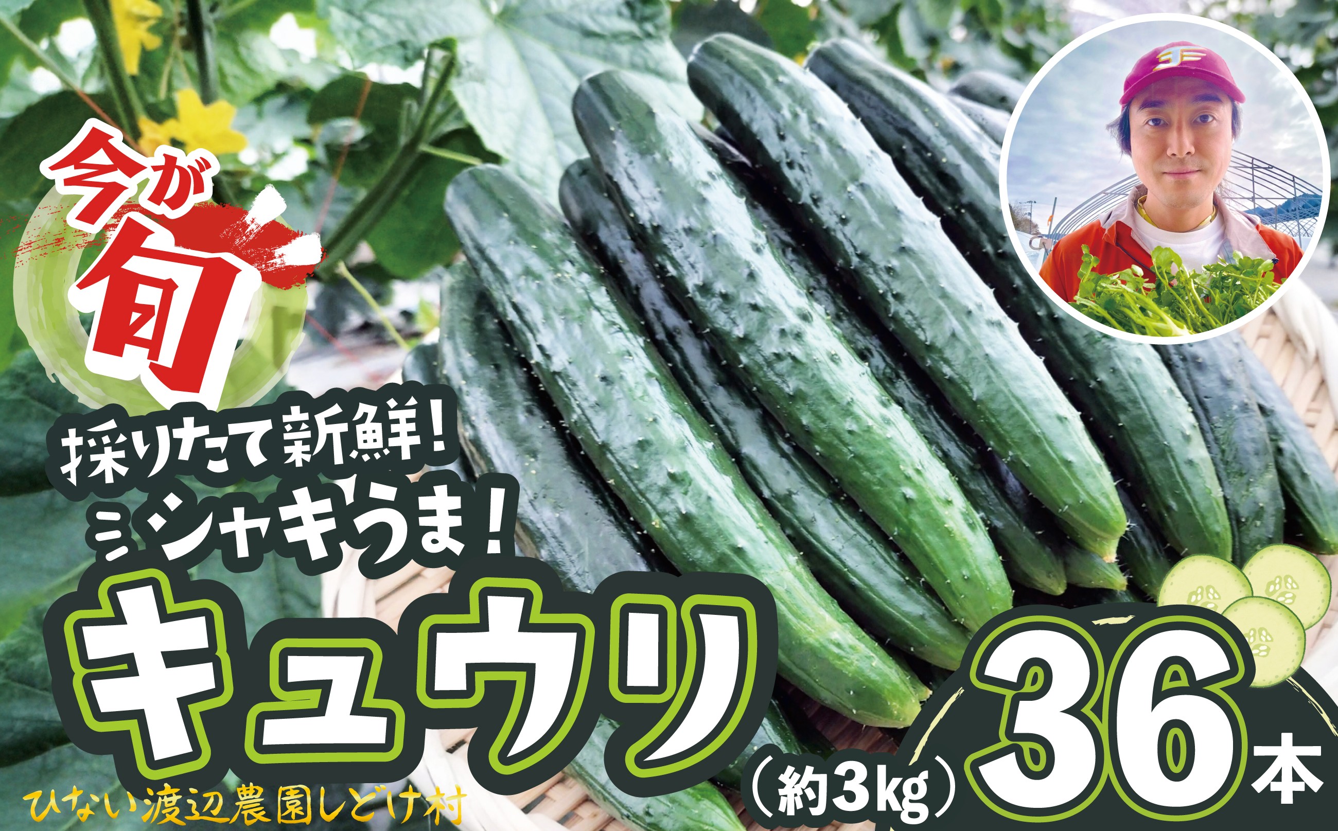 
                  キュウリ 採りたてシャキ旨！36本　90P3211　/  東北 秋田 大館 野菜 新鮮 農産物 農家 きゅうり 農家直送 もろきゅう サラダ 和え物 産直 ハウス栽培 夏野菜 夏やさい サラダ 総菜 おかず
                