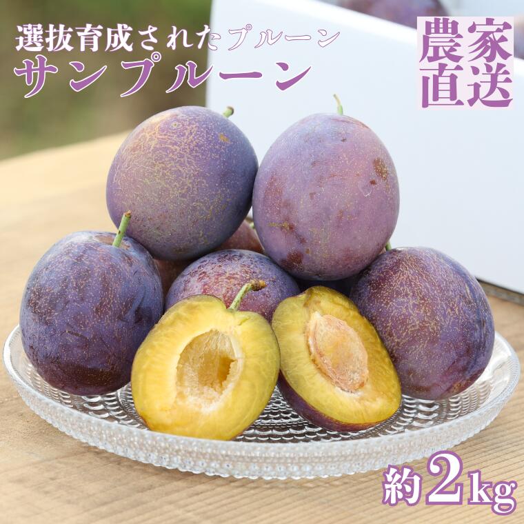【ふるさと納税】信州生プルーン　溢れる果汁と肉厚の果肉が美味しい　サンプルーン　2kg箱　【限定30箱】〔RS-05〕【期間限定】