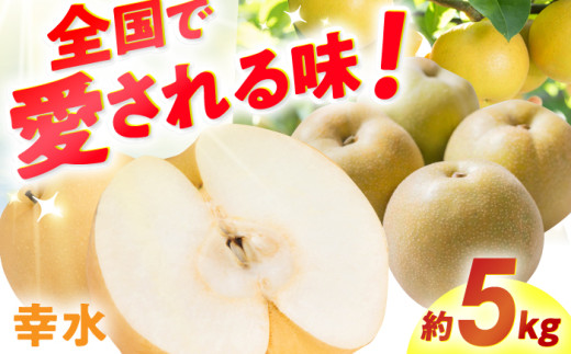 【★先行予約★ 2026年7月下旬より発送】梨（幸水）約5kg なし ナシ 梨 幸水 果物 くだもの 果汁 フルーツ デザート 旬 甘い 食感 丸い 産地直送 広川町 / JAふくおか八女農産物直売所どろや [AFAB060]