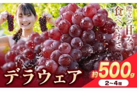 デラウェア 厳選デラウェア 約500g