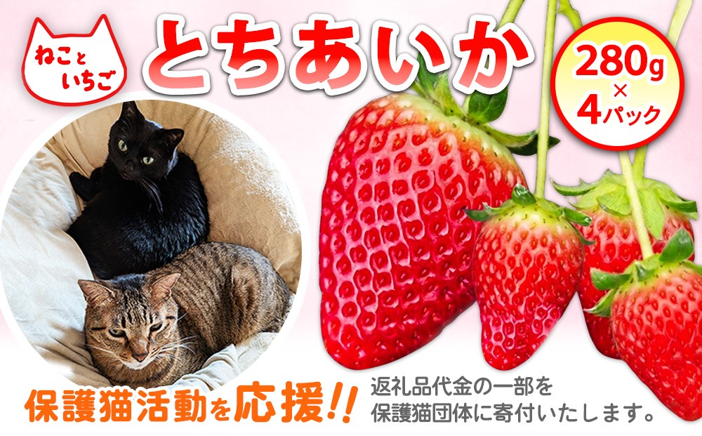 ねこといちご とちあいか280g×4パック｜いちご イチゴ 苺 栃木県 果物 フルーツ 動物　猫 ネコ CAT キャット 保護 愛護 支援 ※2026年12月～発送